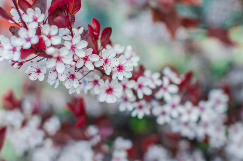 White blossoms on a red-leafed branch