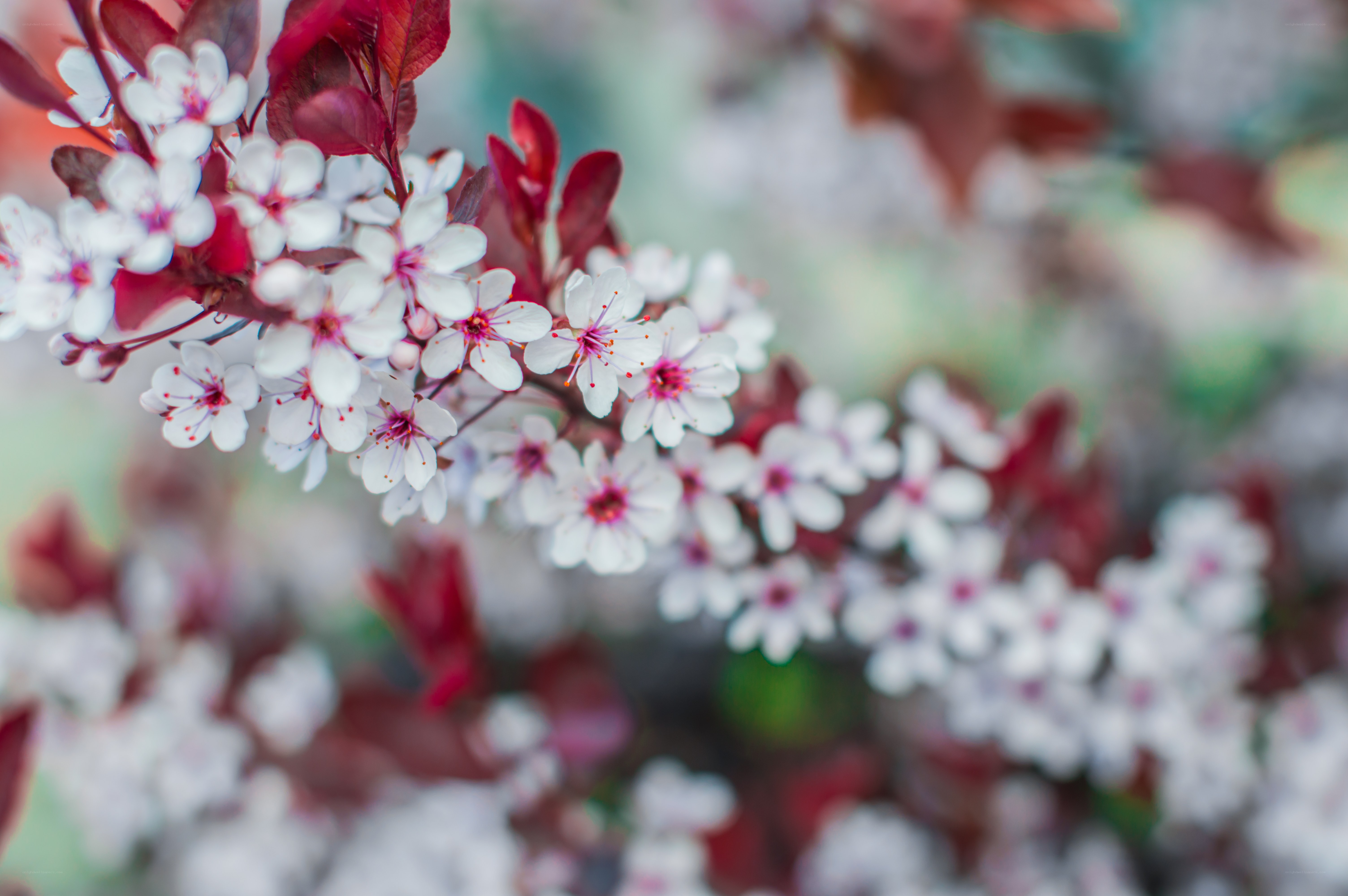 White blossoms on a red-leafed branch
