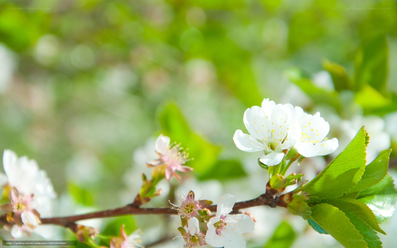 White blossoms on a spring branch