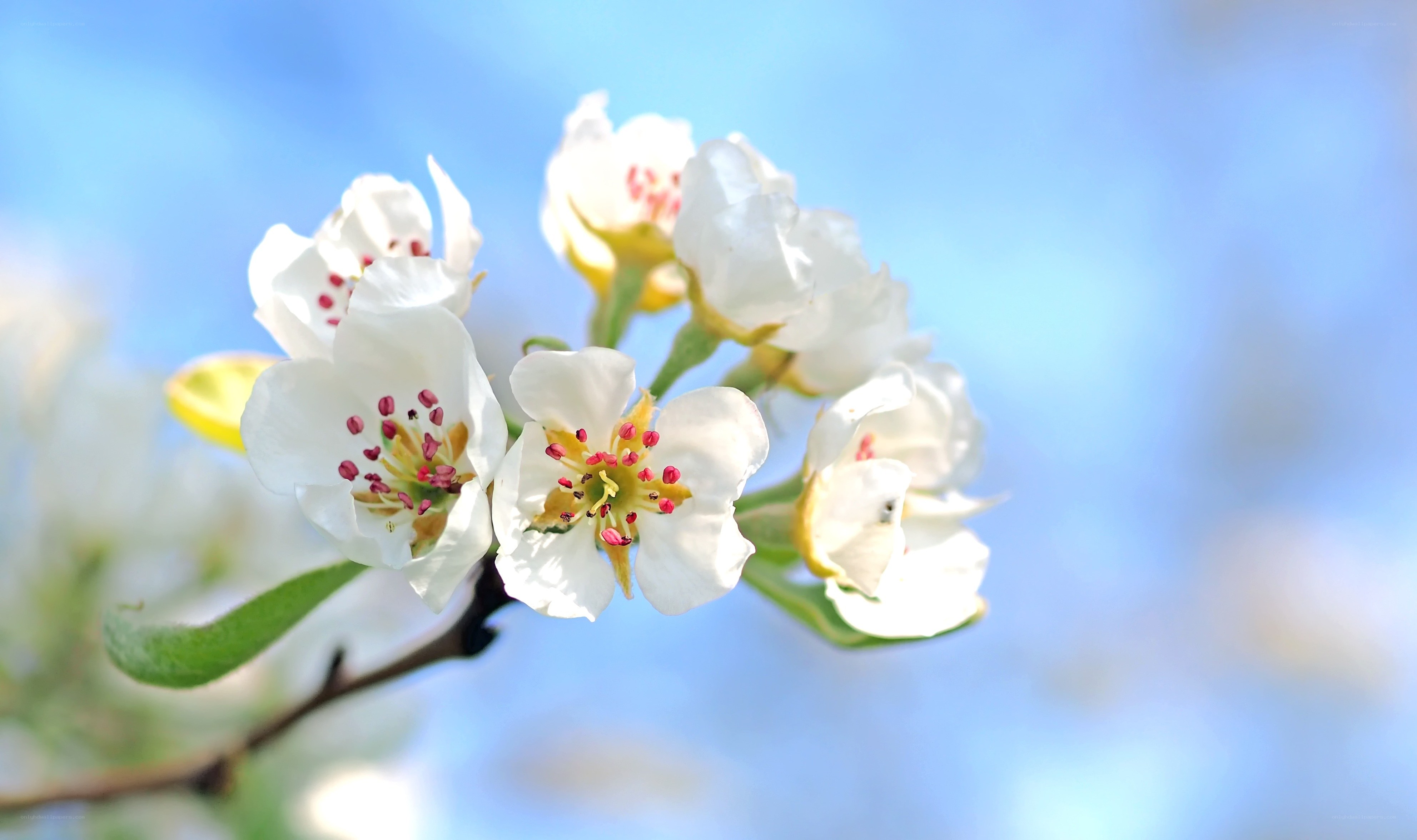 White blossoms on a spring branch