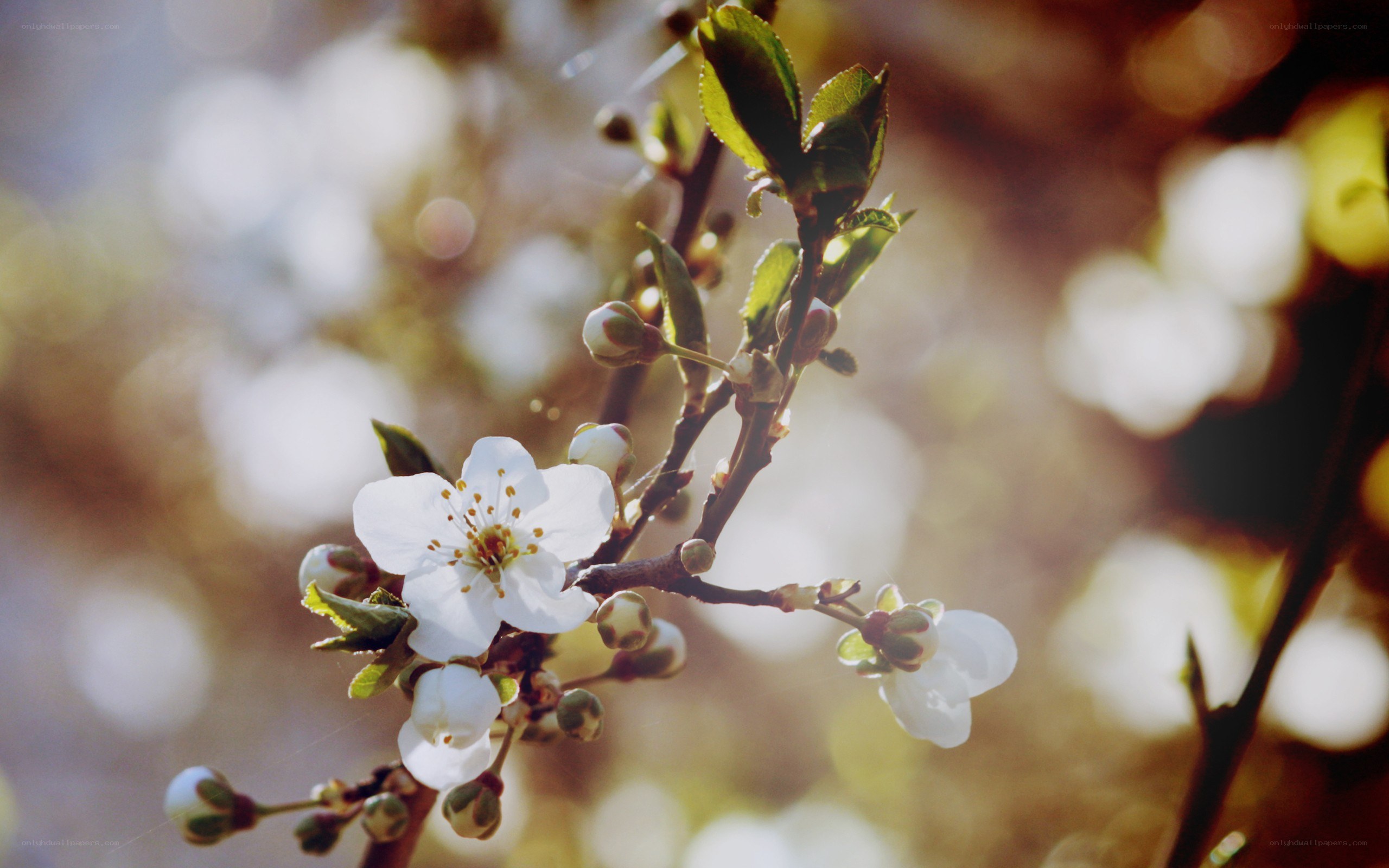 White blossoms on a spring branch