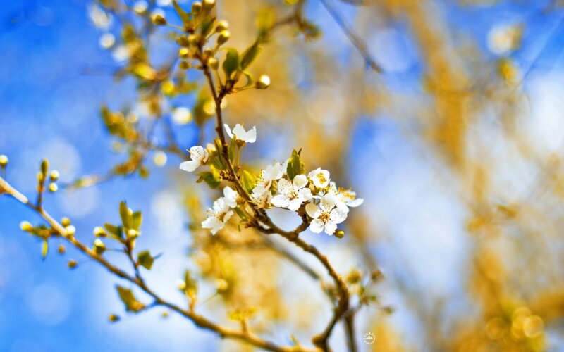 White blossoms on a spring branch