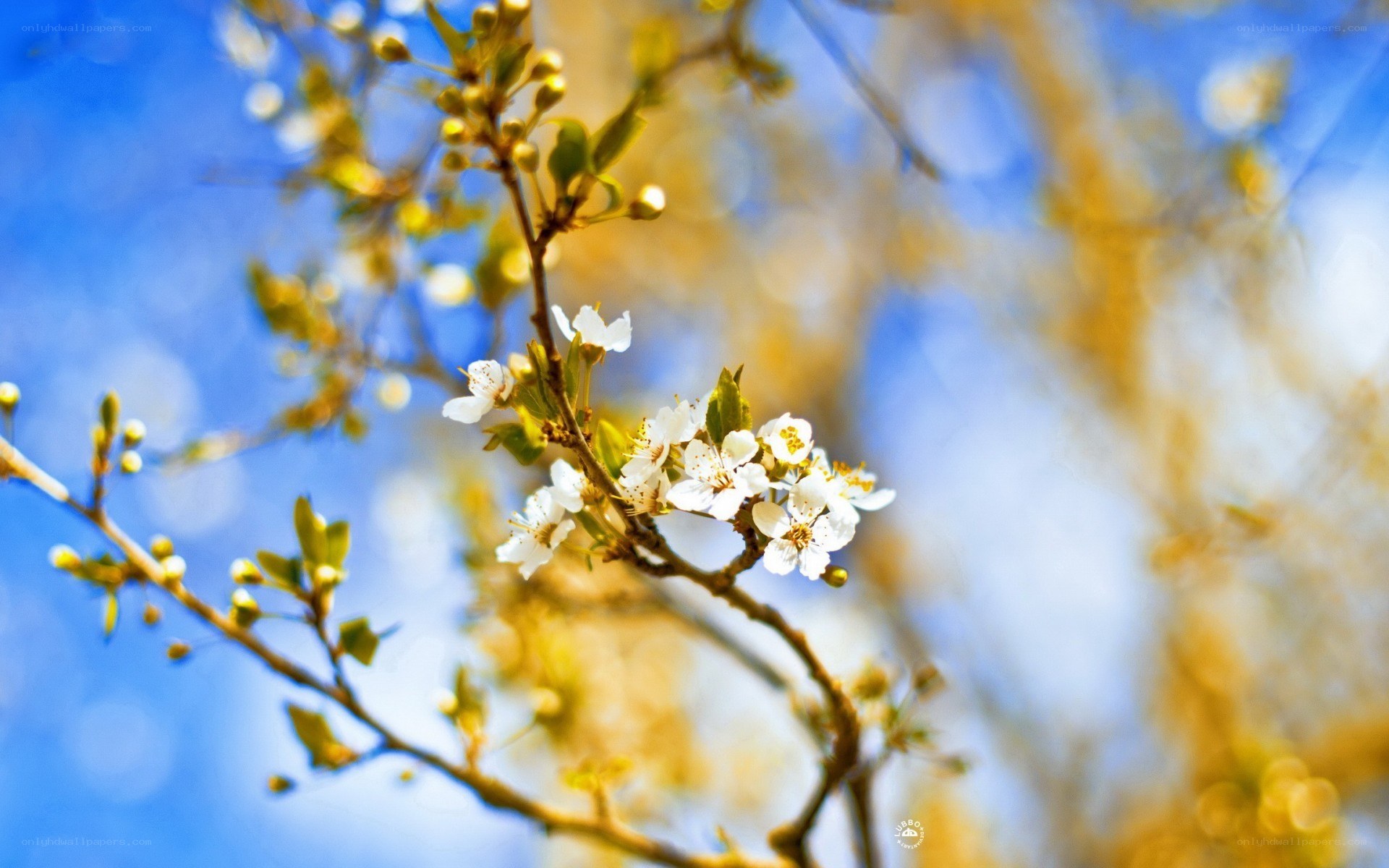 White blossoms on a spring branch