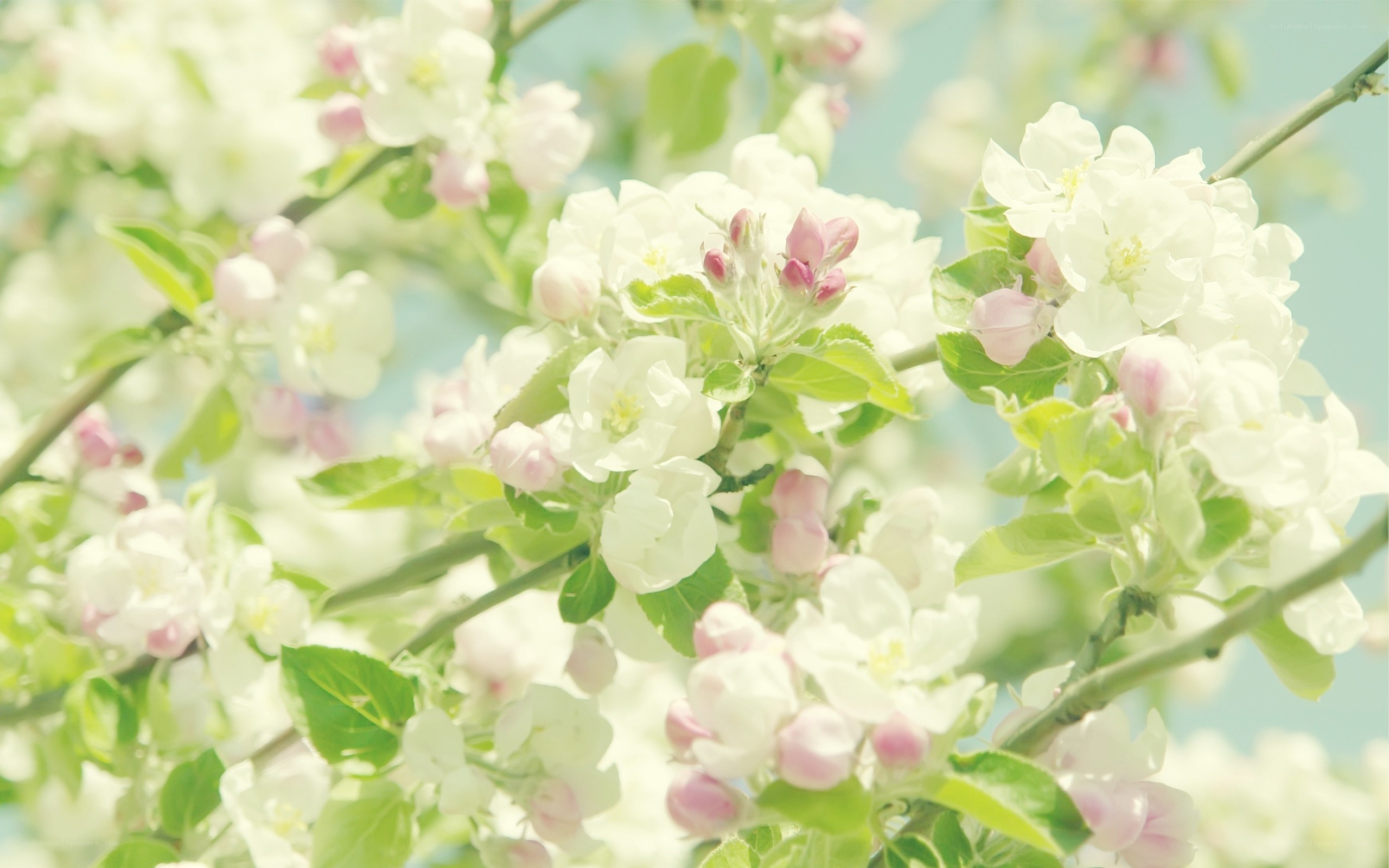 White blossoms on a spring branch