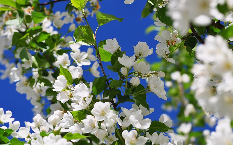 White blossoms on a sunny day