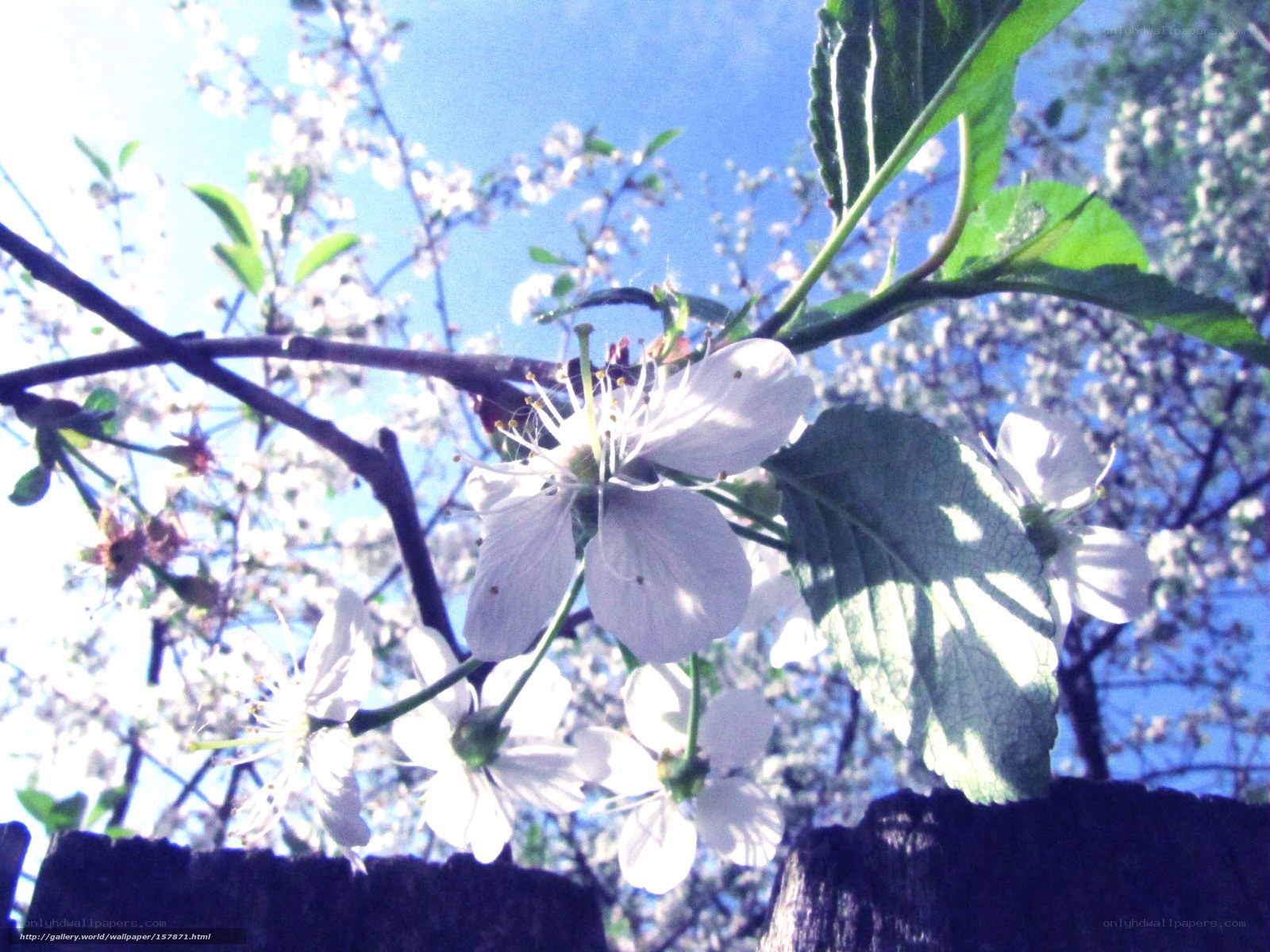 White blossoms on a sunny day