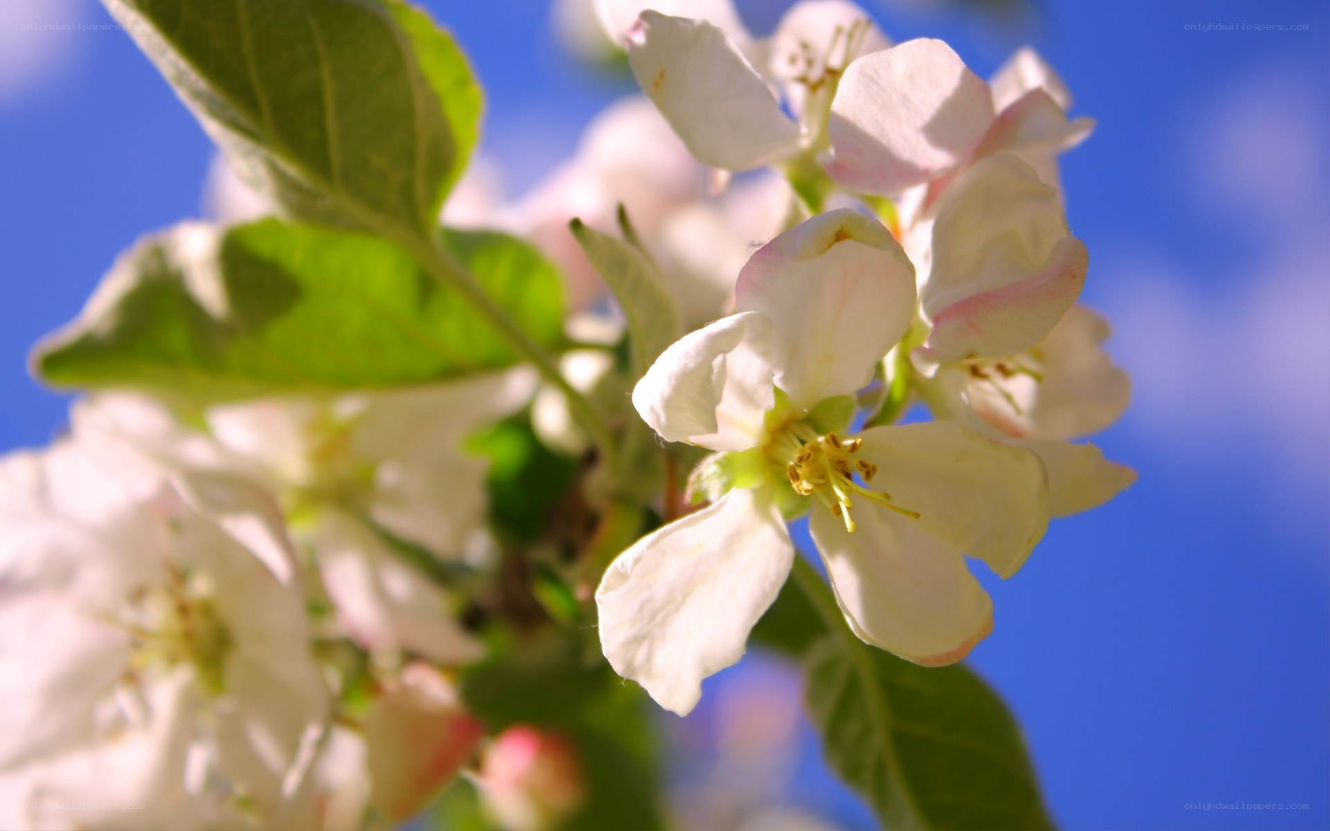 White blossoms on a sunny day