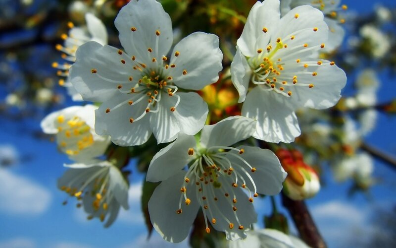 White blossoms on a sunny day
