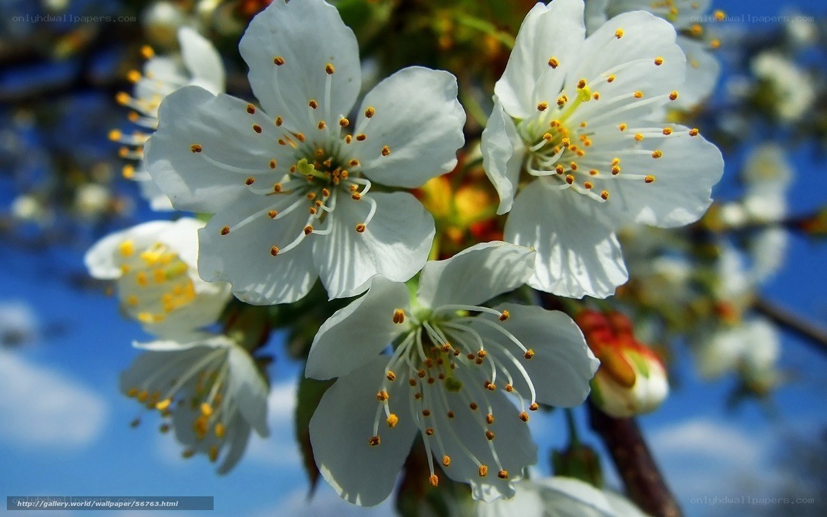 White blossoms on a sunny day