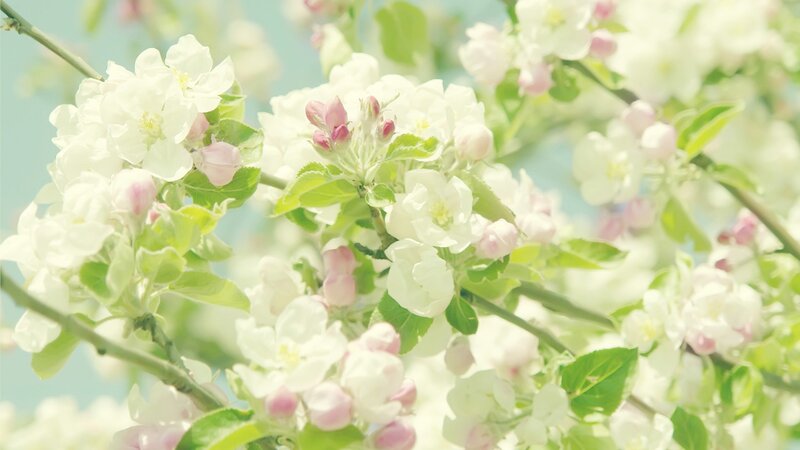 white blossoms on a tree