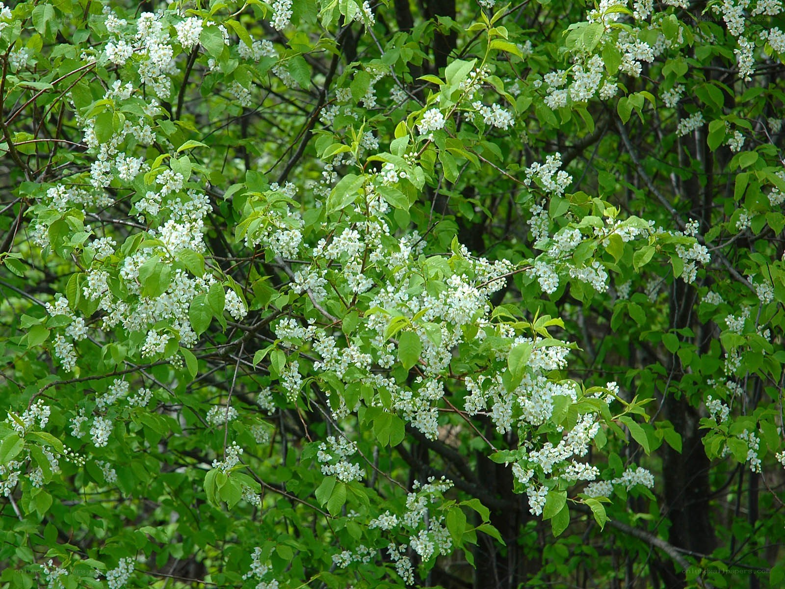 white blossoms on a tree