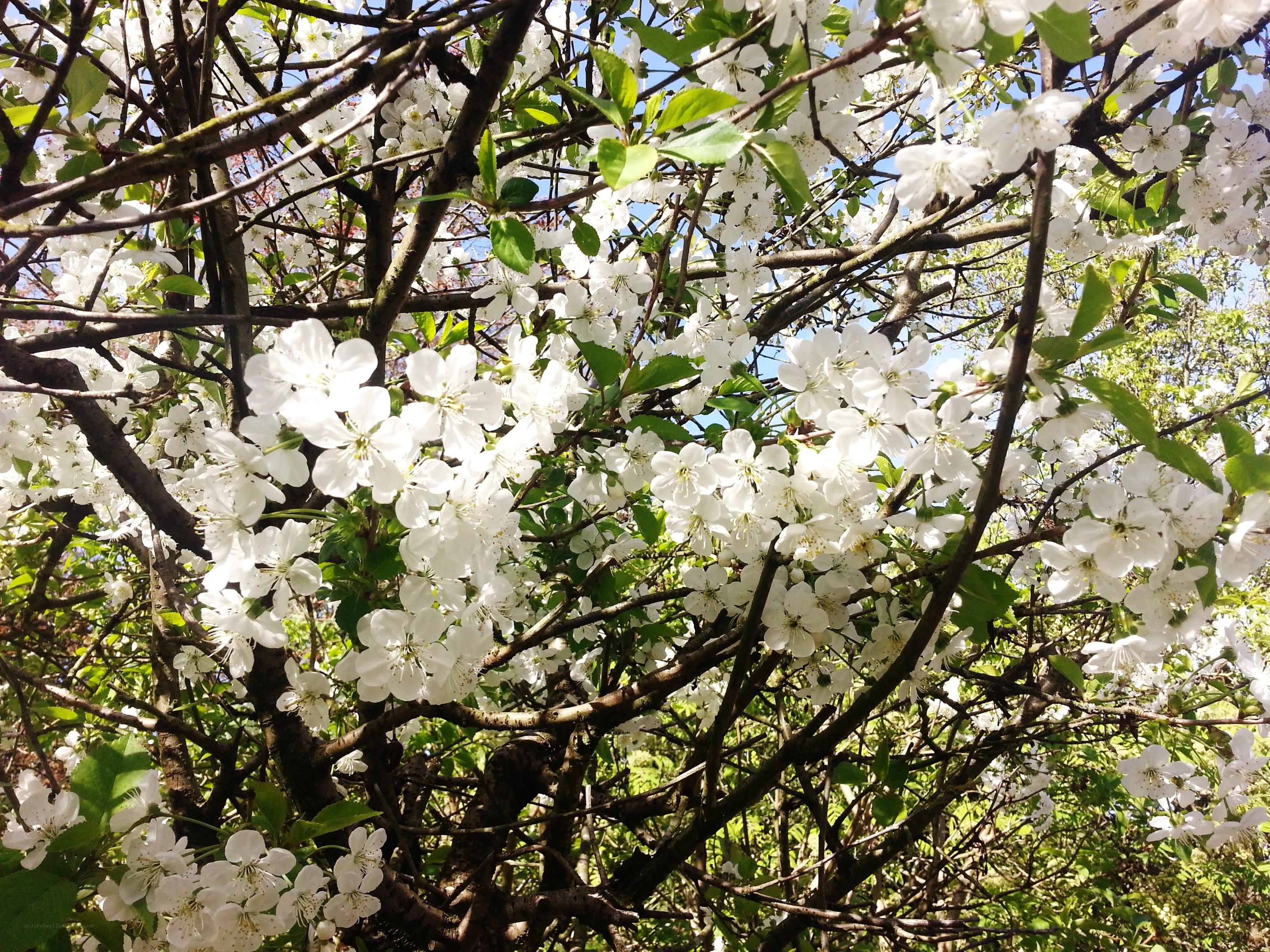 White blossoms on a tree