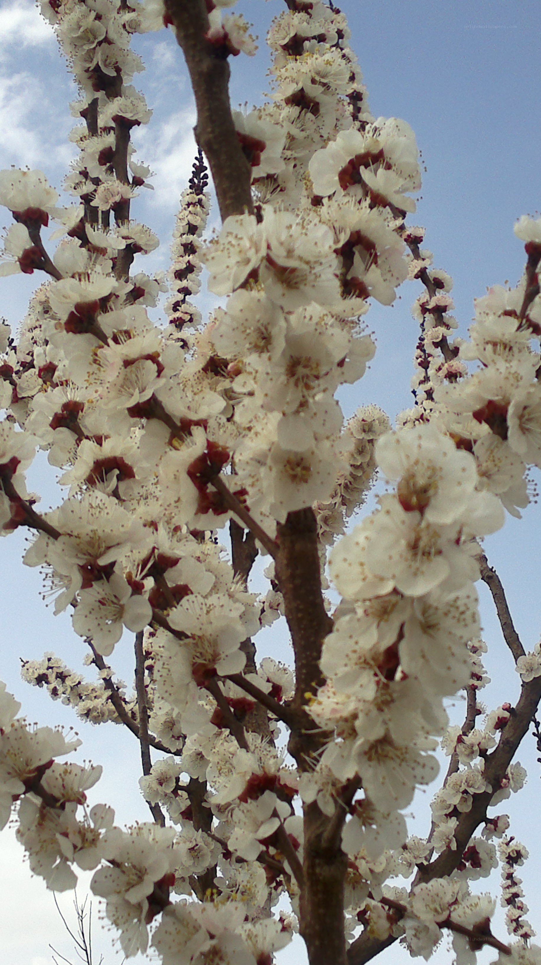 white blossoms on a tree