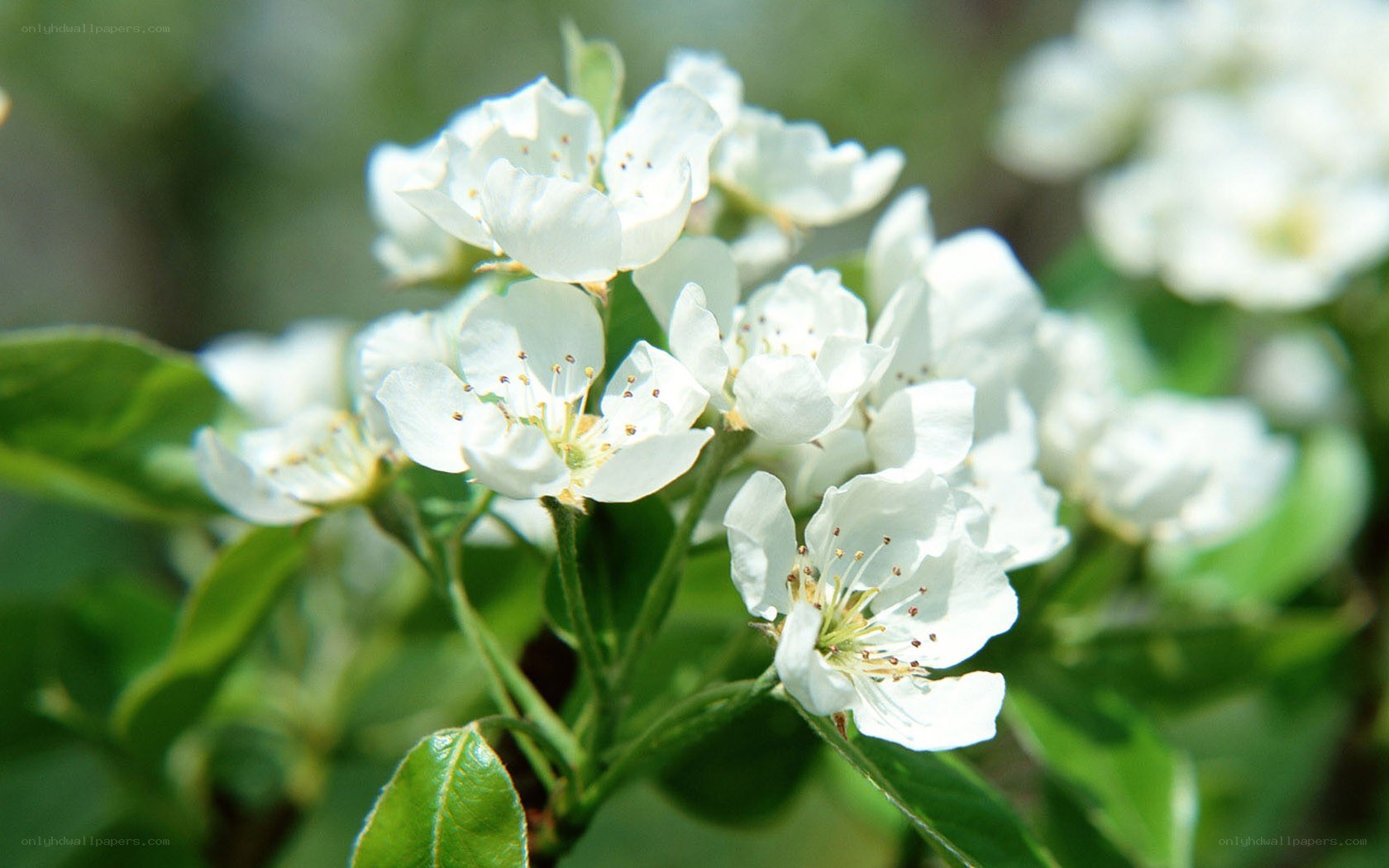 white blossoms on a tree