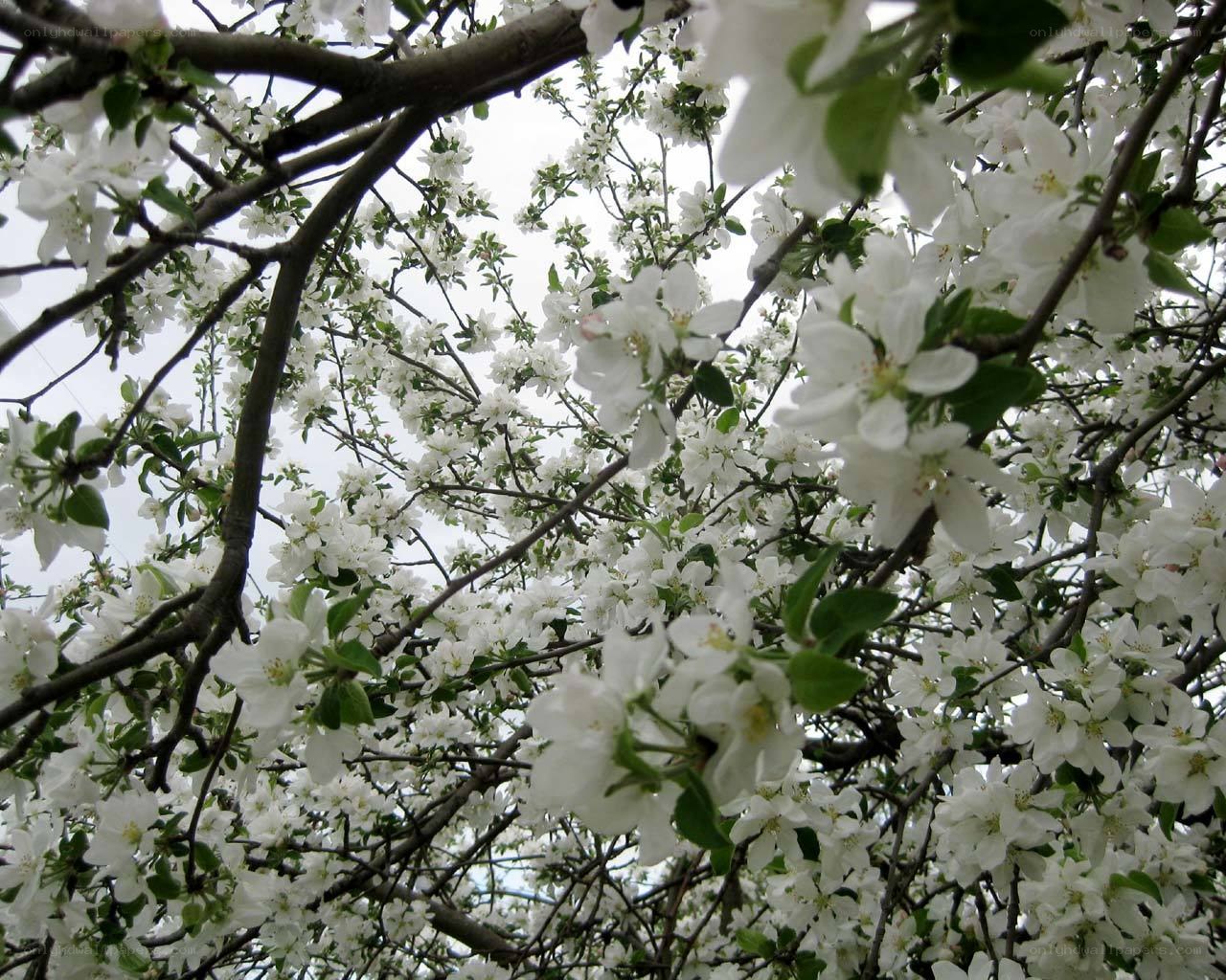 white blossoms on a tree