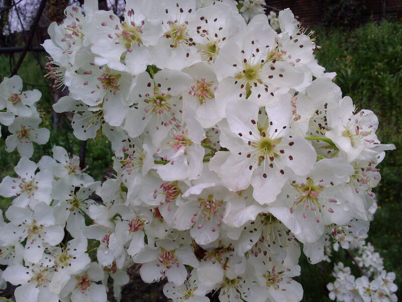 white blossoms on a tree