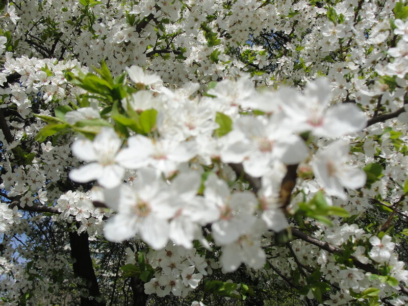 White blossoms on a tree