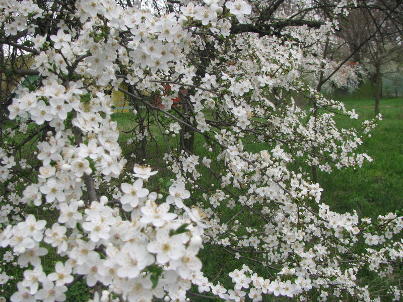 White blossoms on a tree