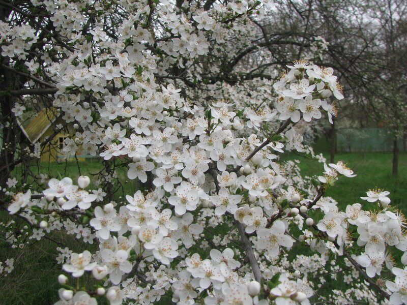 White blossoms on a tree