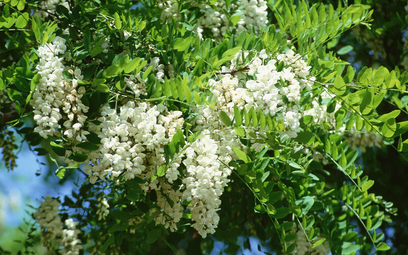 white blossoms on a tree