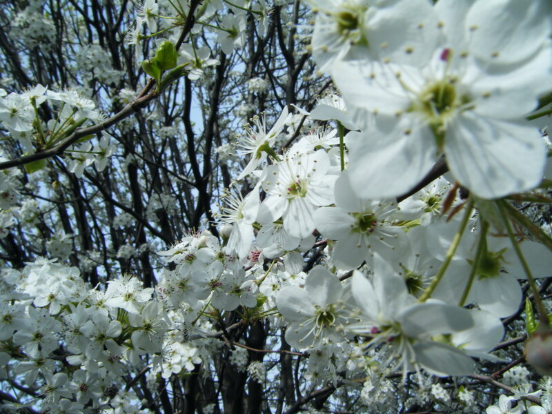 White blossoms on a tree