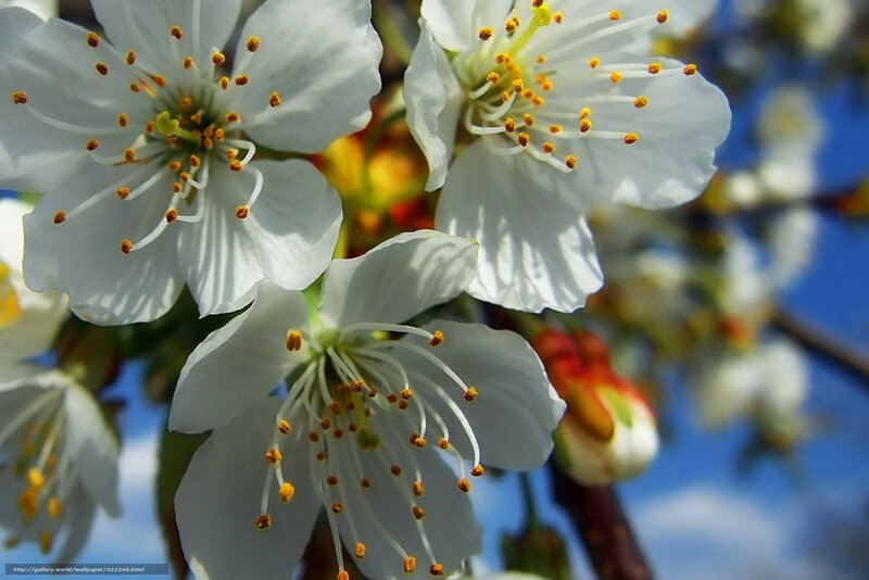 White blossoms on a tree
