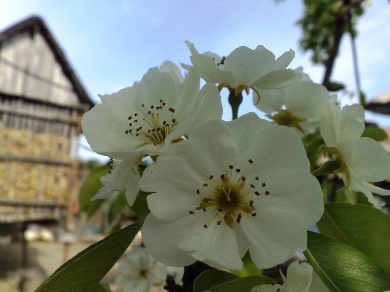 White blossoms on a tree