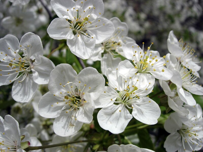 white blossoms on a tree
