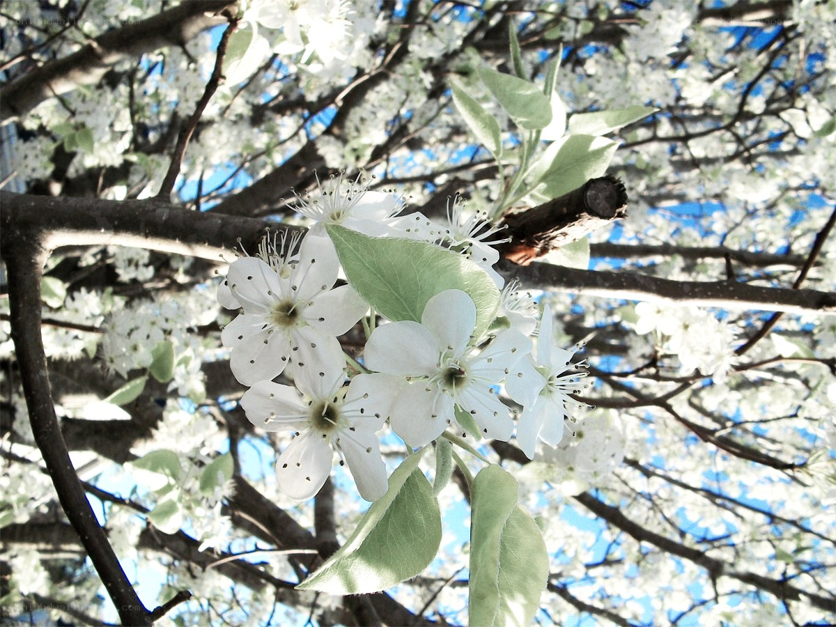 White blossoms on a tree