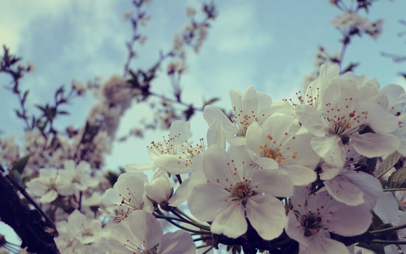 White blossoms on a tree