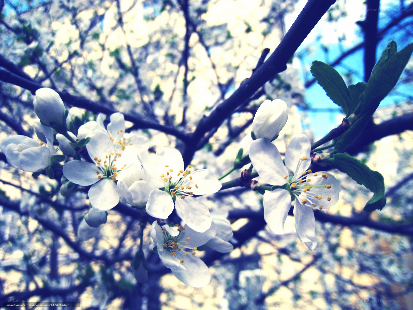 White blossoms on a tree branch