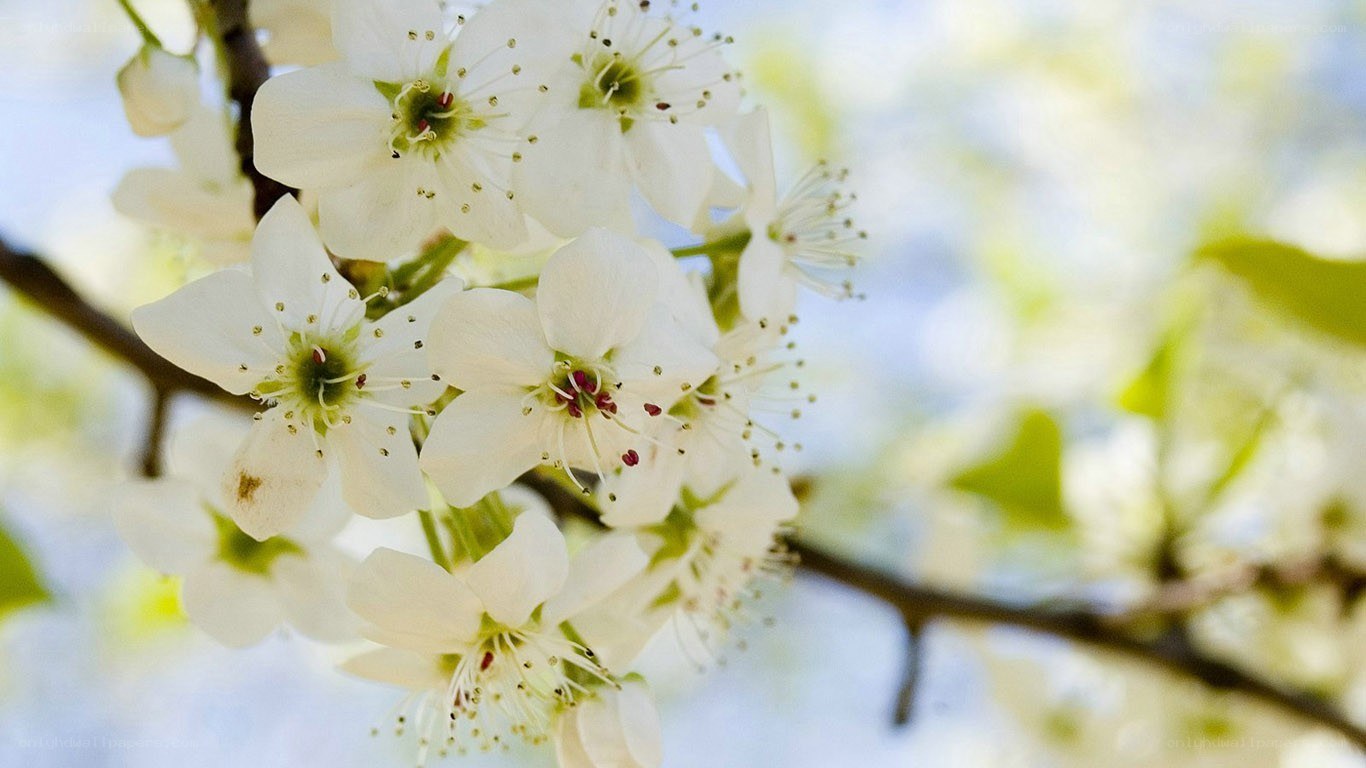 white blossoms on a tree branch