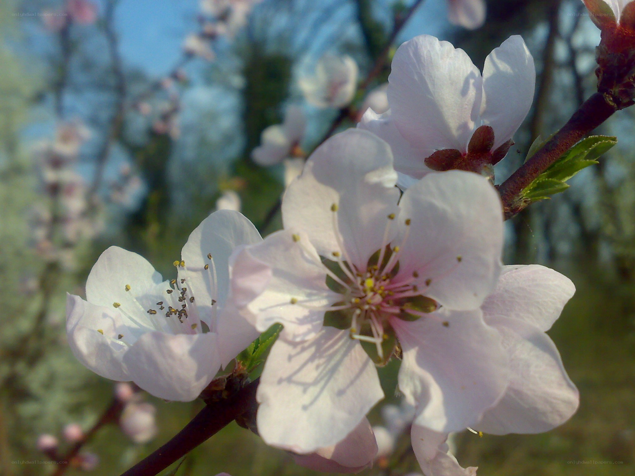 White blossoms on a tree branch