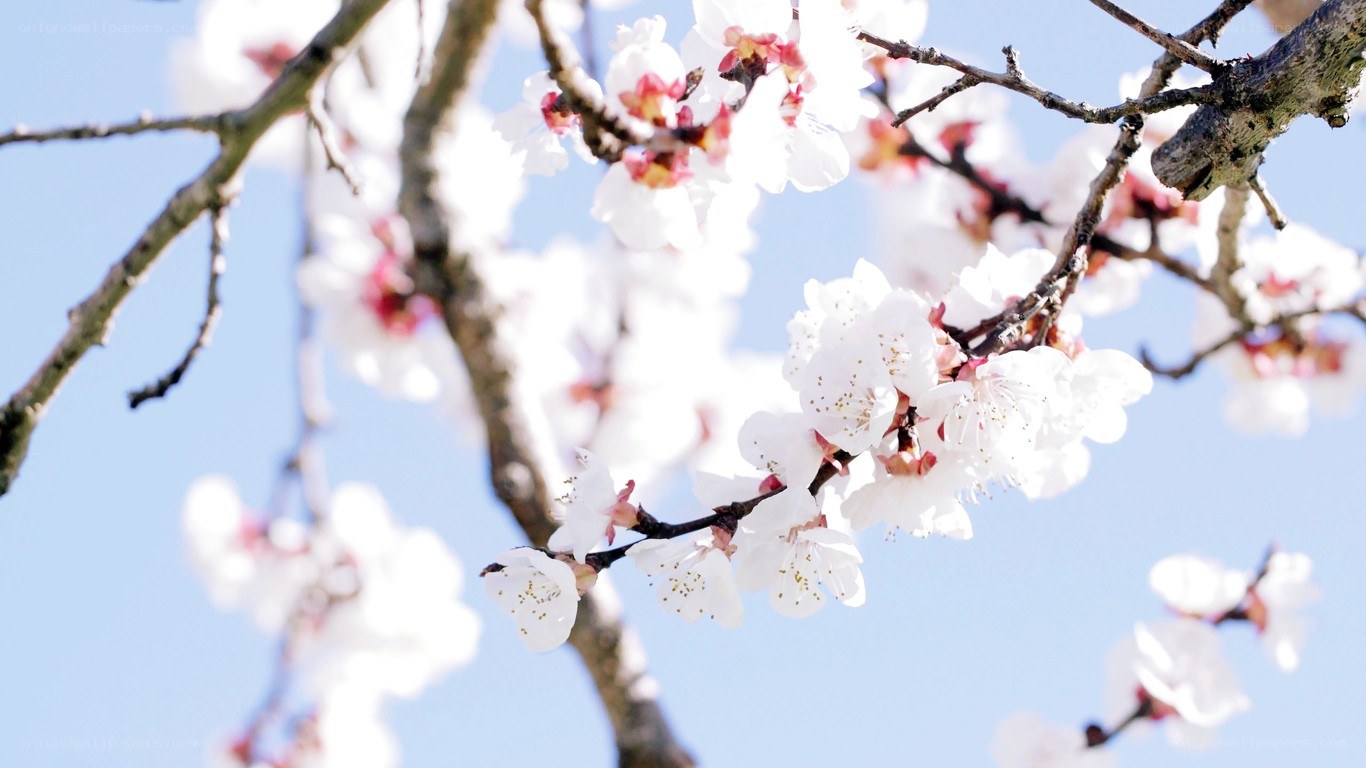white blossoms on a tree branch