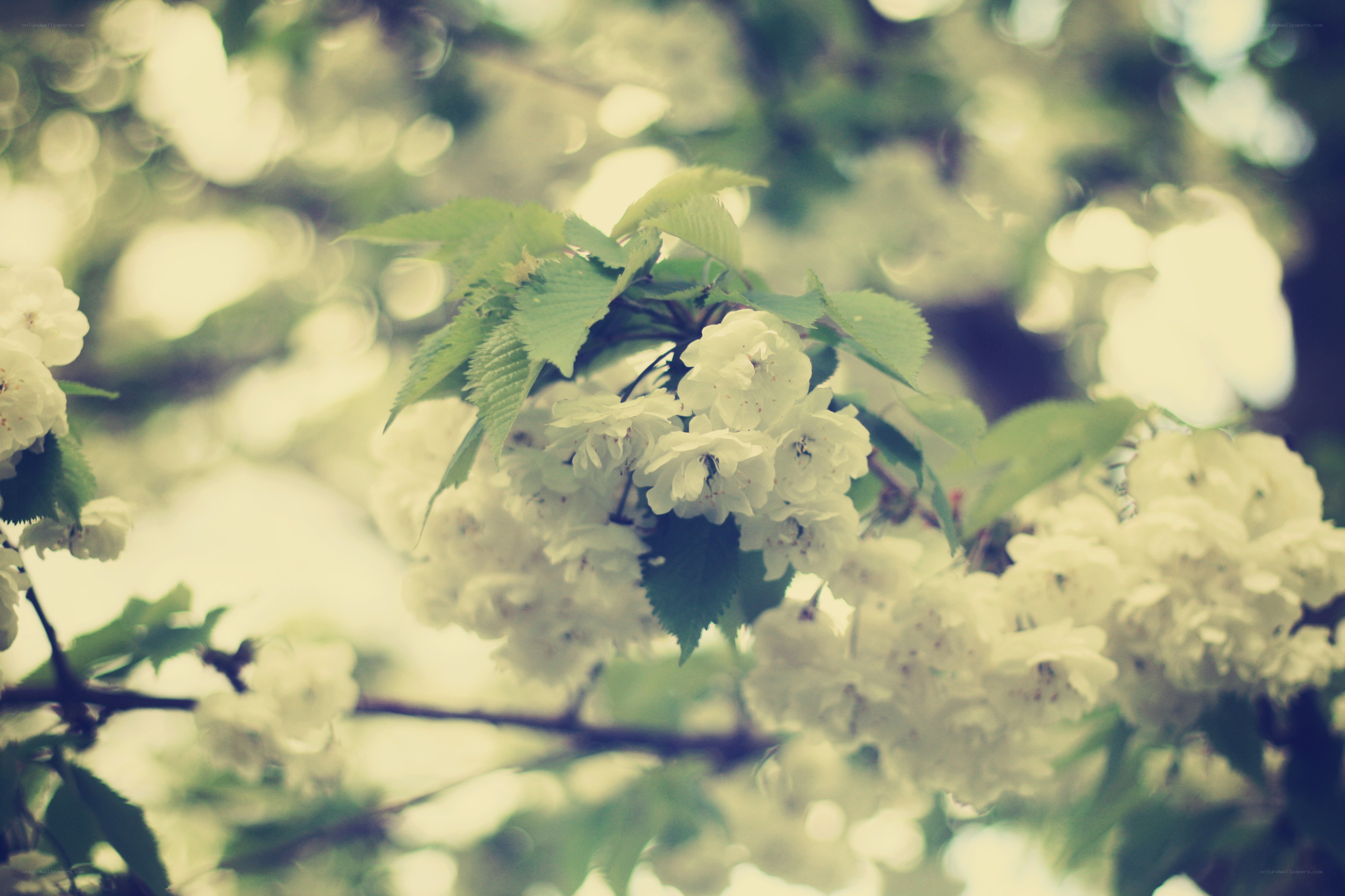 white blossoms on a tree branch