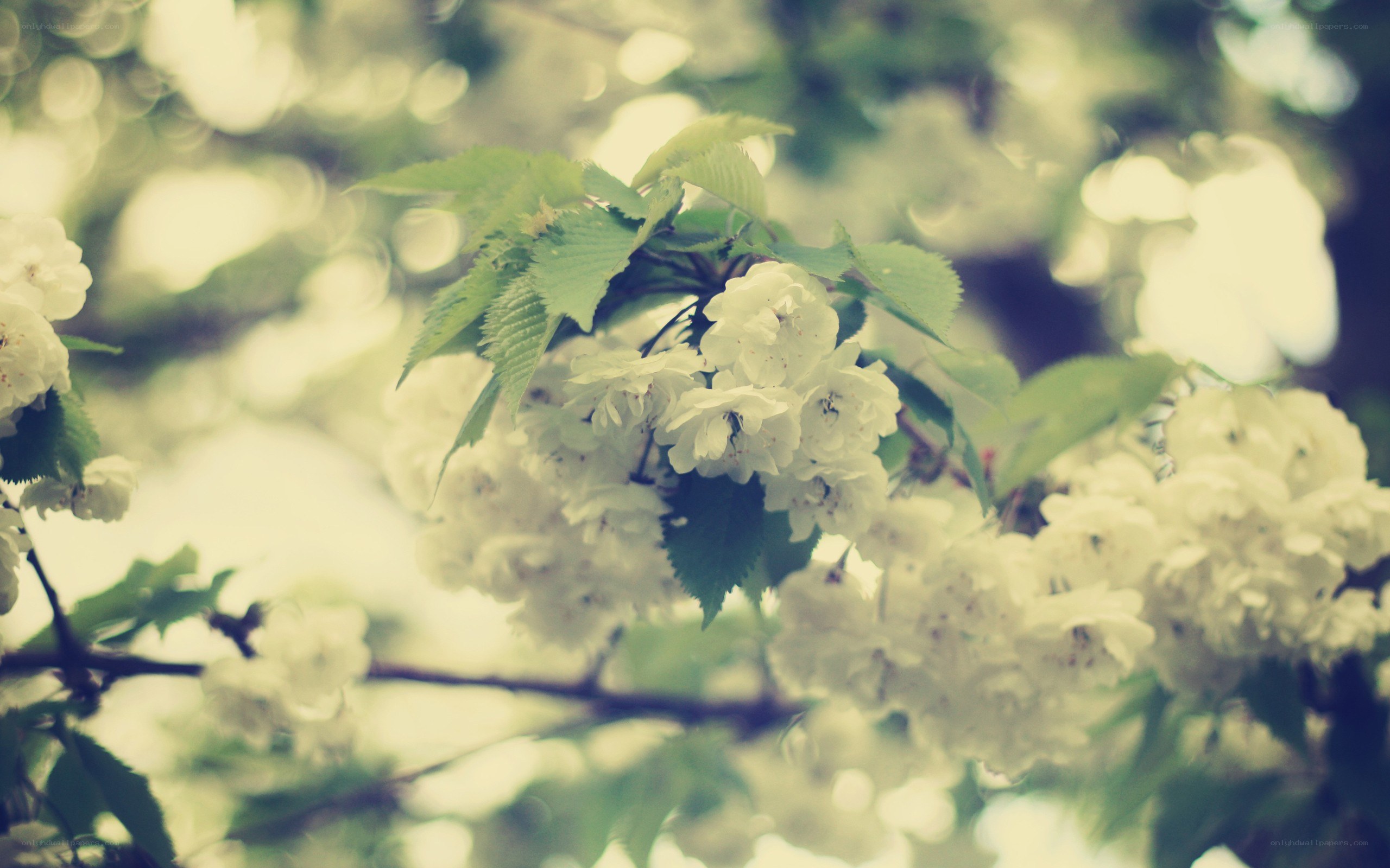 white blossoms on a tree branch