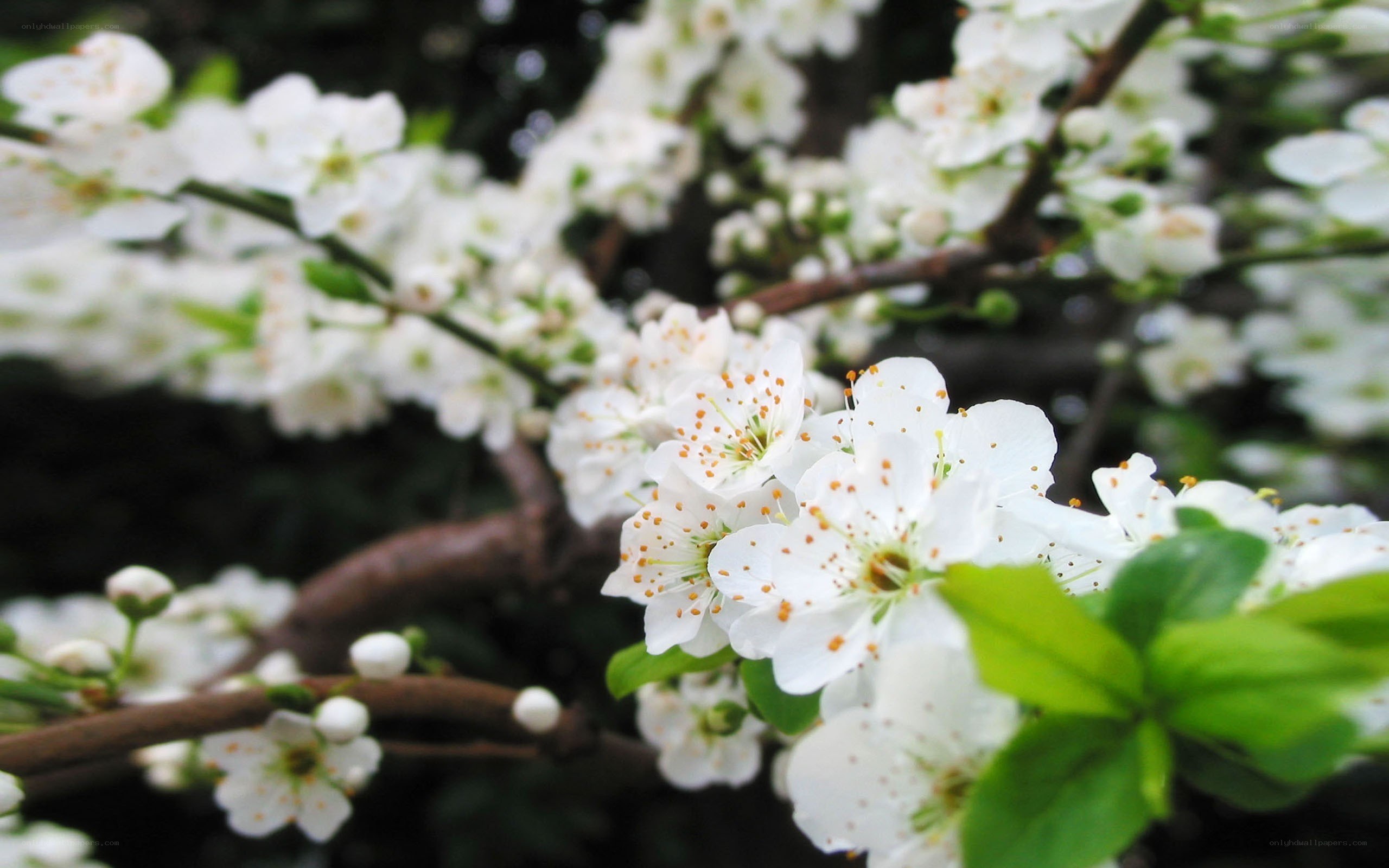 White blossoms on a tree branch