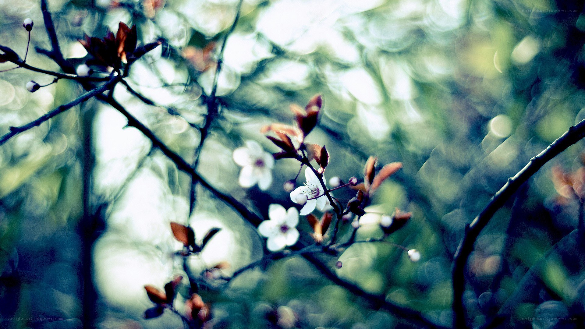 white blossoms on a tree branch