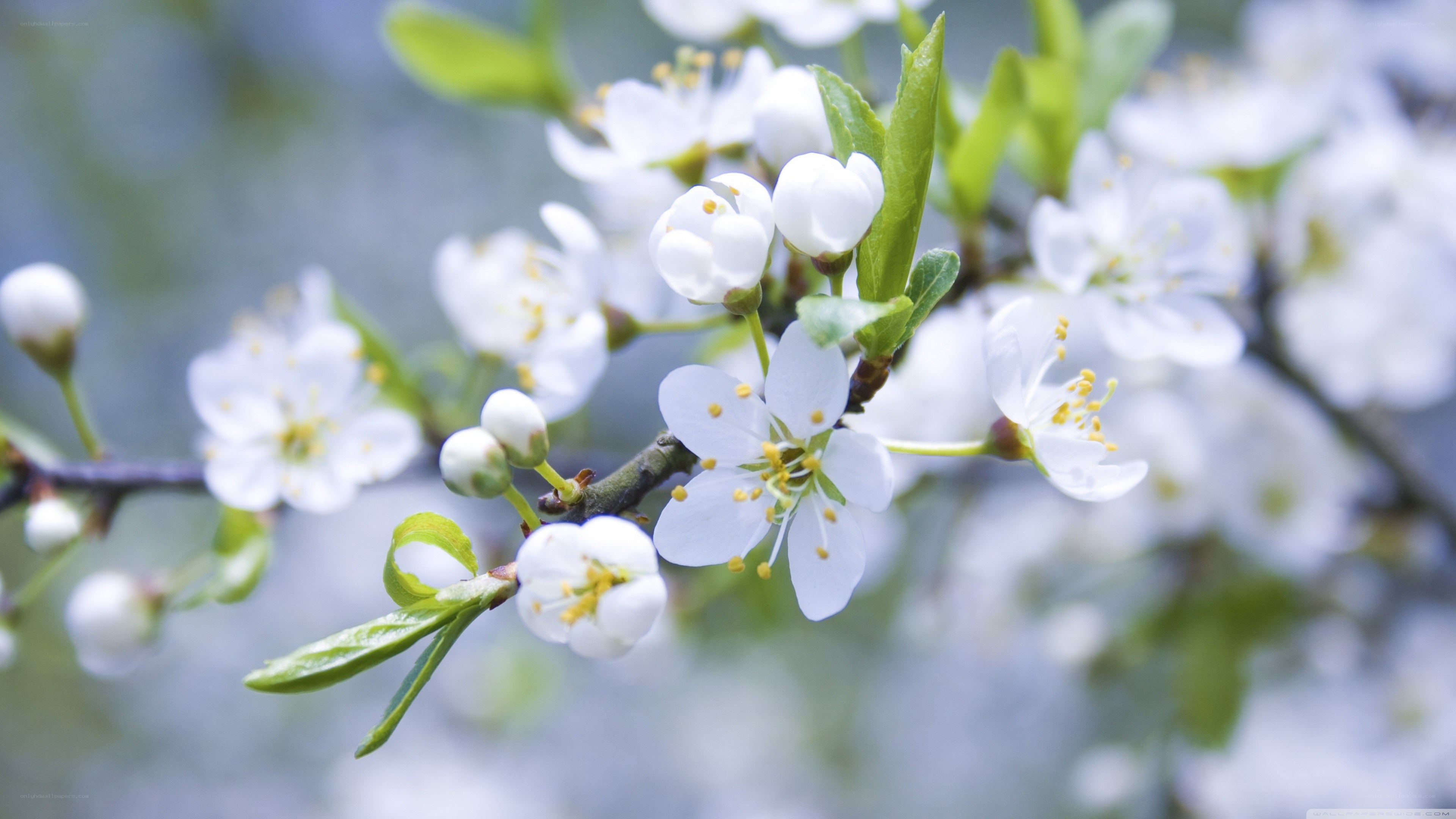 White blossoms on a tree branch
