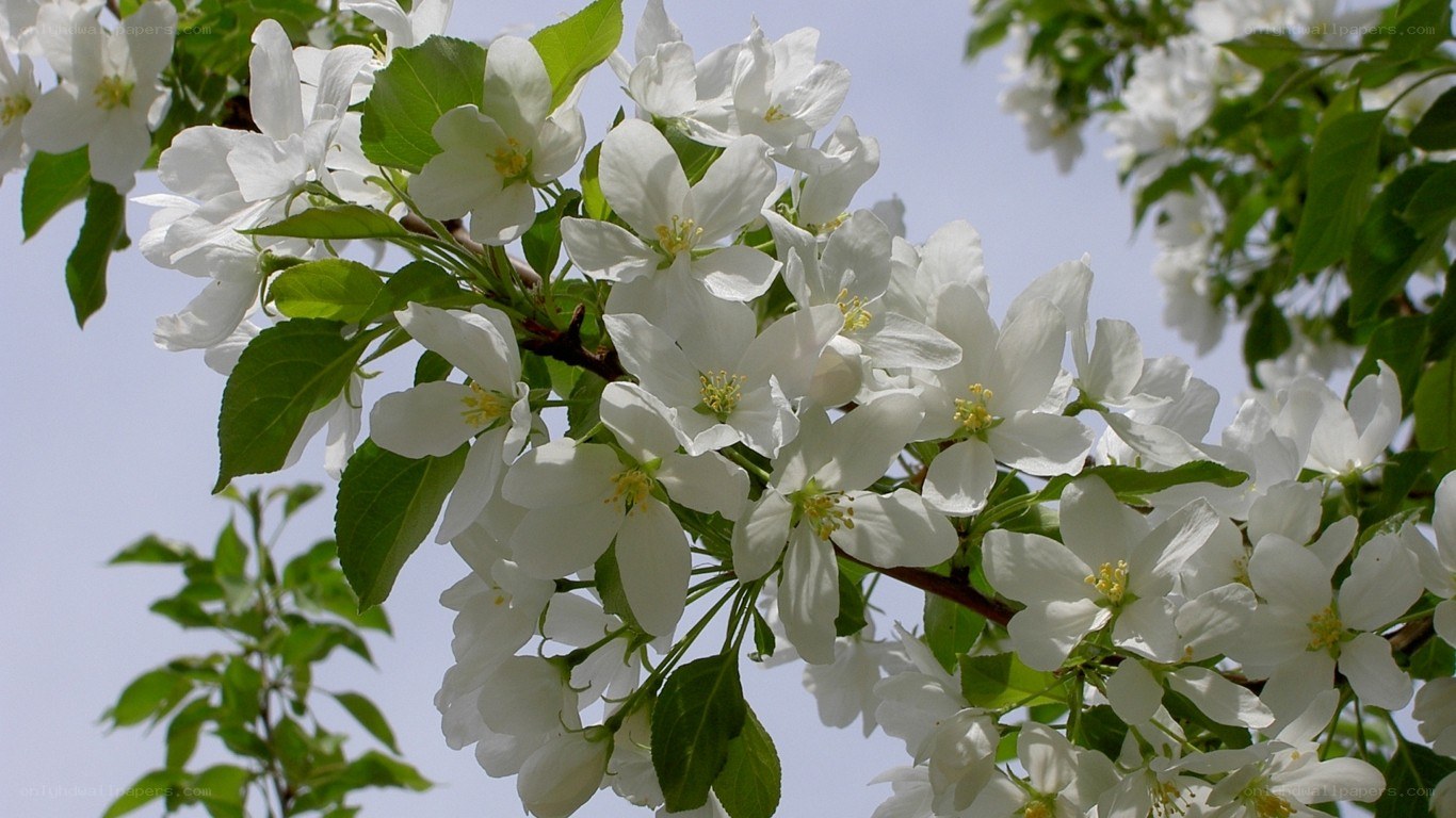 white blossoms on a tree branch