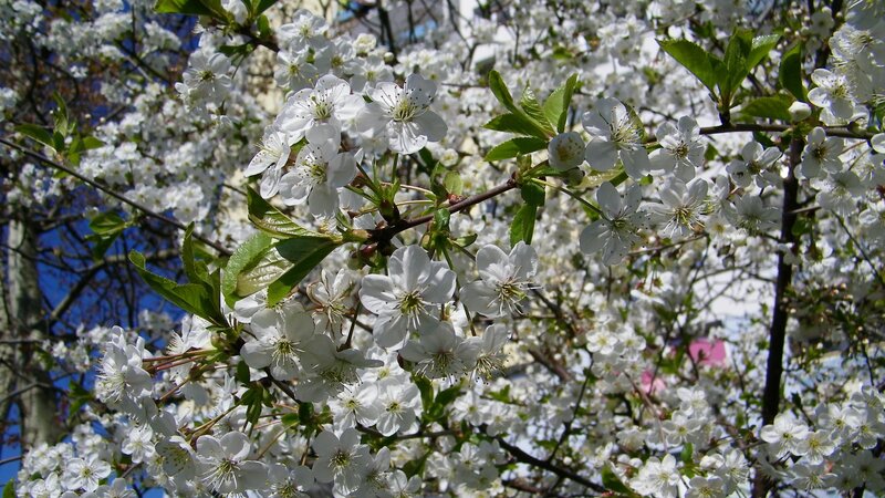 White blossoms on a tree branch
