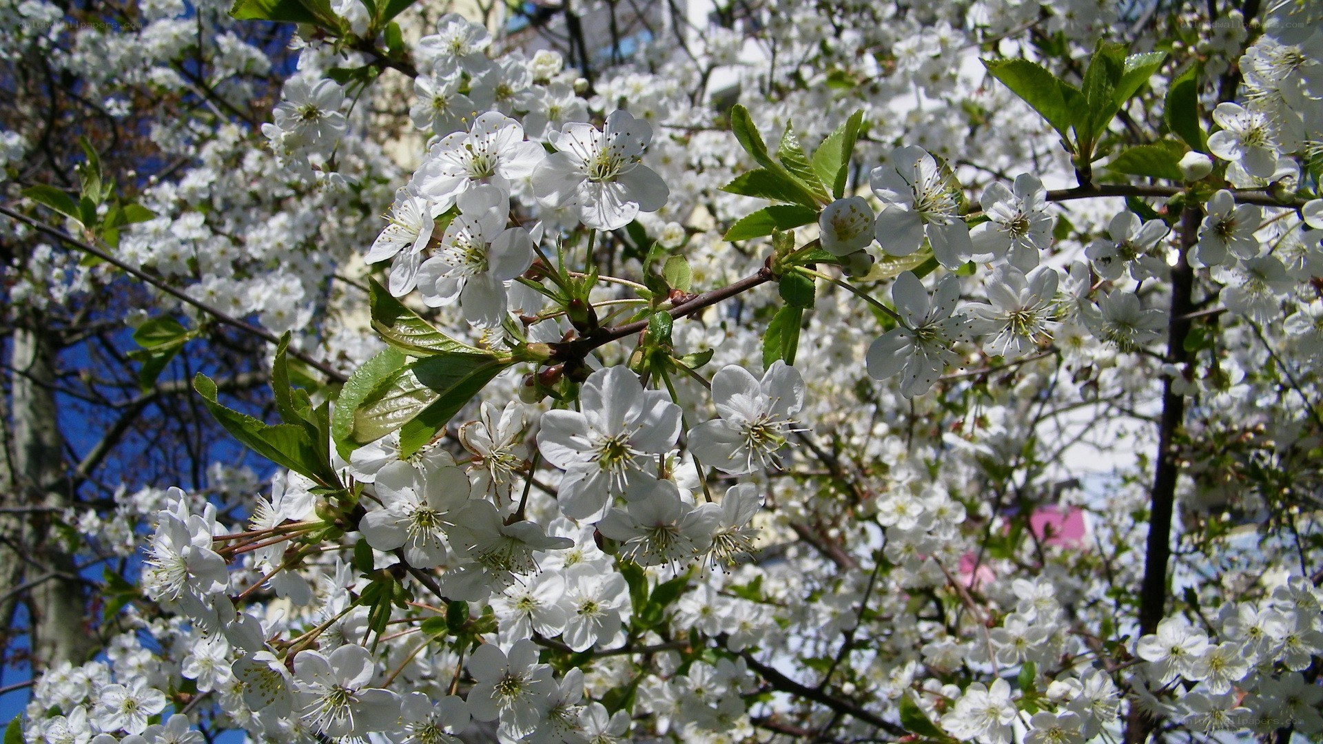 White blossoms on a tree branch