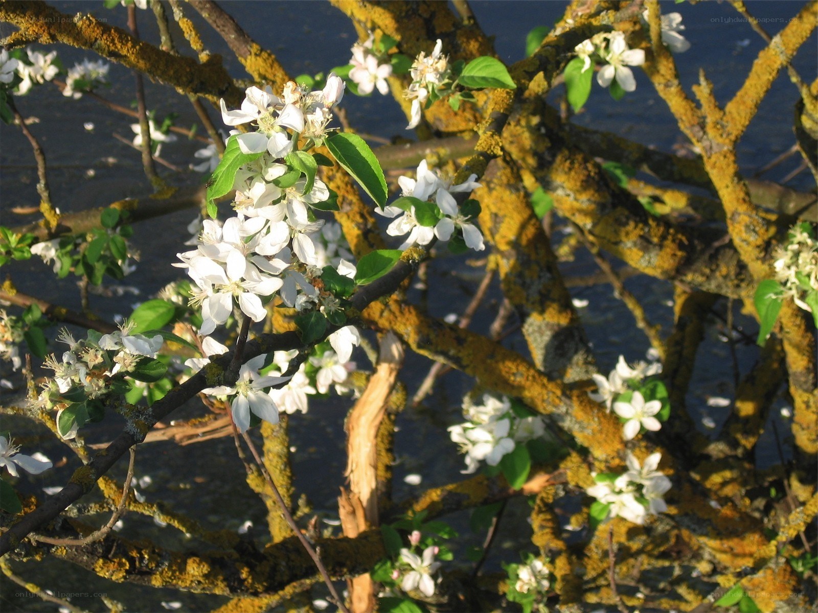 White blossoms on a tree branch