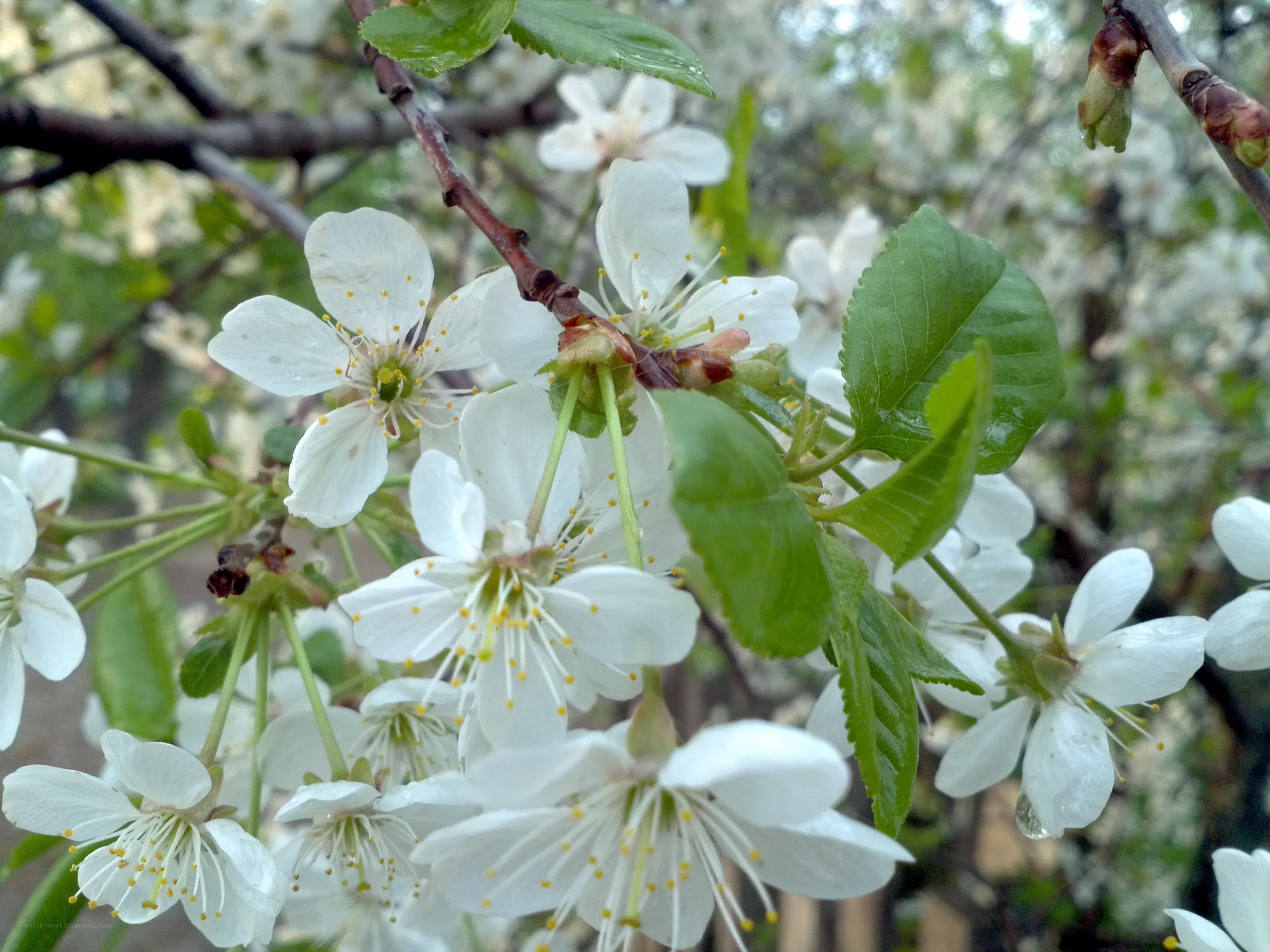 White blossoms on a tree branch
