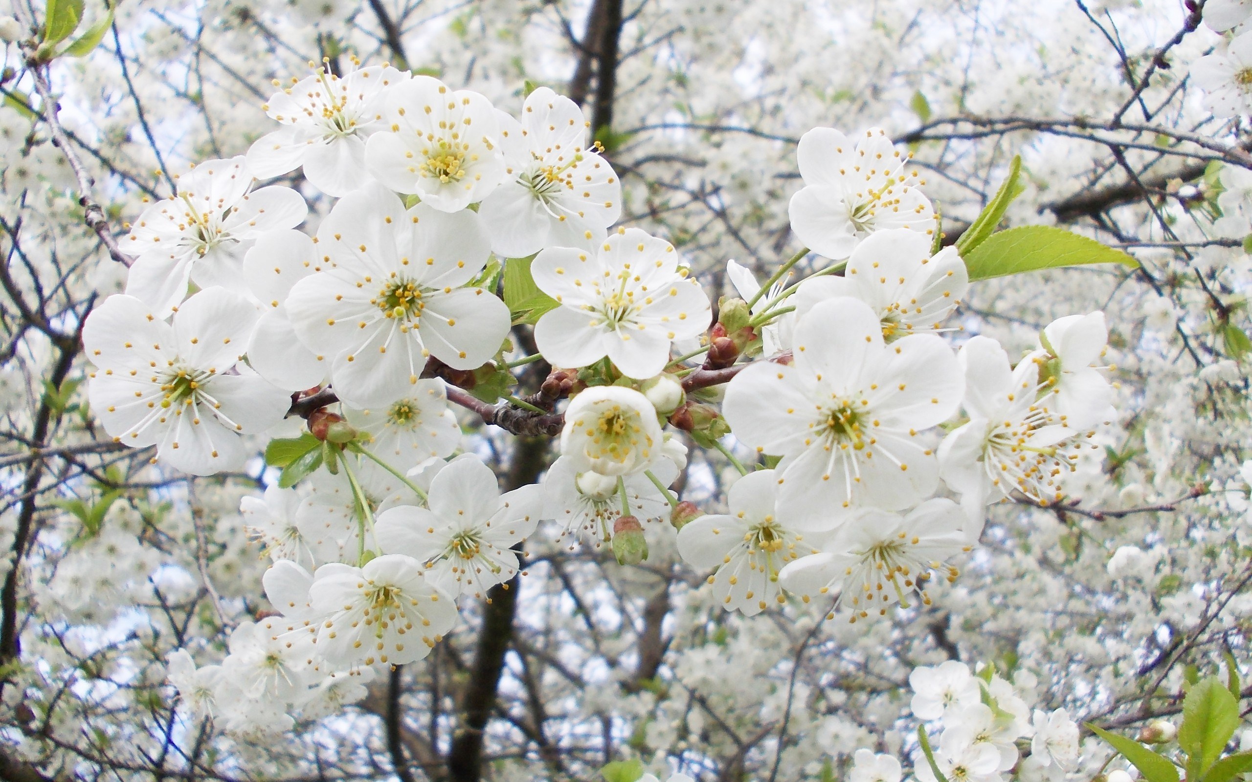 white blossoms on a tree branch