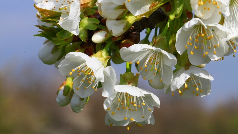 white blossoms on a tree branch