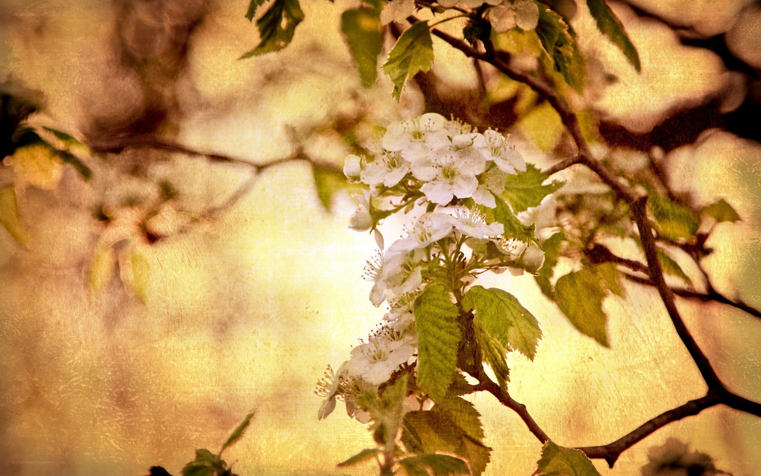 White blossoms on a tree branch