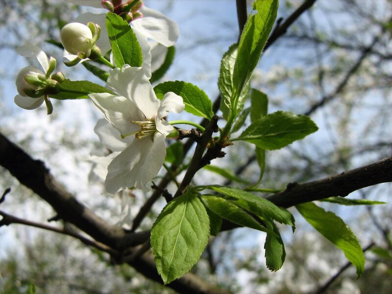 white blossoms on a tree branch