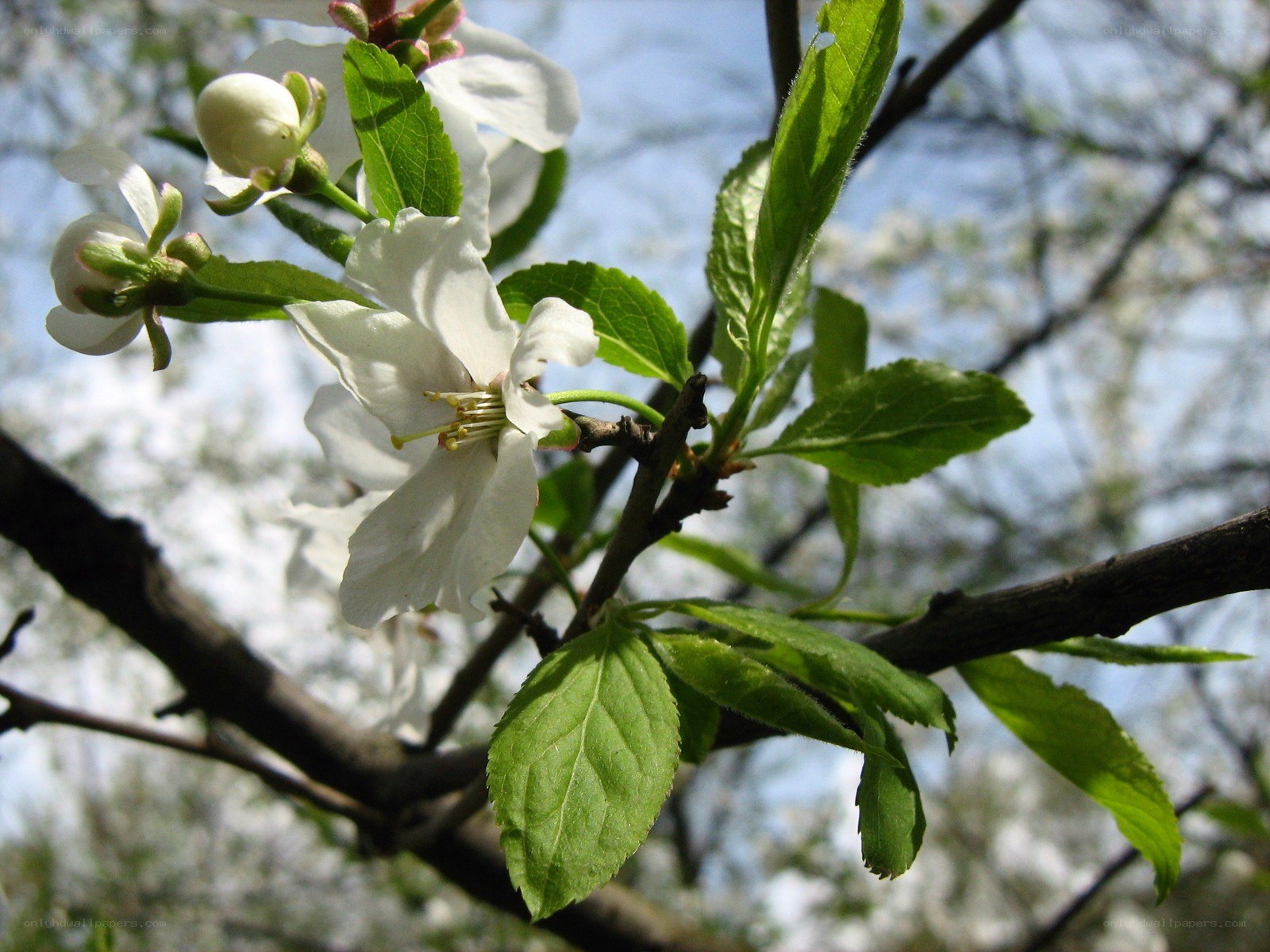 white blossoms on a tree branch