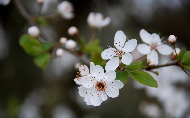 White blossoms on a tree branch